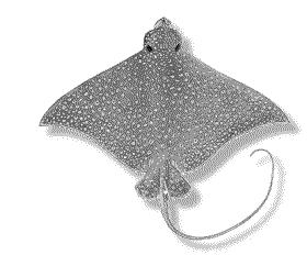 eagle ray from top