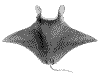 manta